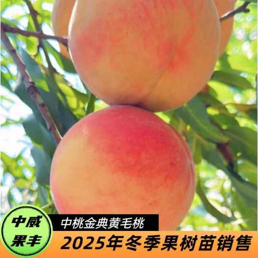 中桃金典7月下旬成熟果顶平 果肉黄色 套袋金黄不返色 粘核