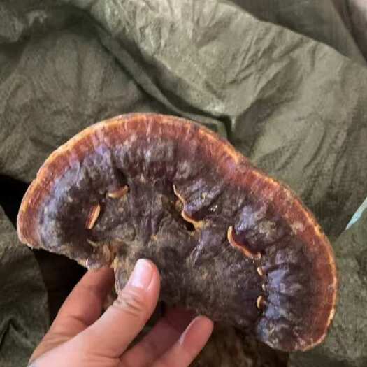 冠县自家灵芝基地，金边灵芝，产品质量保障，欢迎咨询
