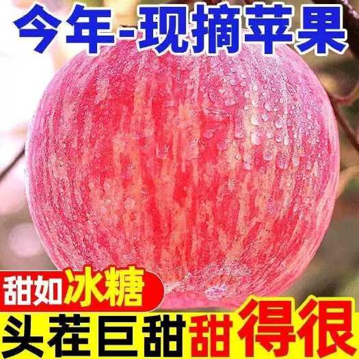 沂源县真山东烟台栖霞新鲜脆甜水果红富士苹果水果批发大量有货