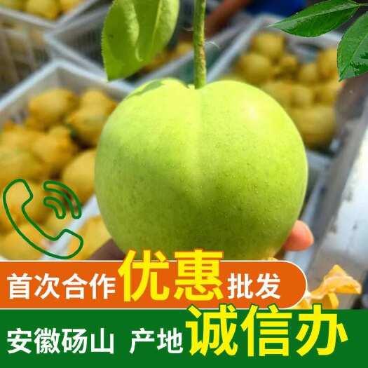 砀山县翠玉梨，秋月梨，酥翠一号，黄冠梨，安徽产地直发