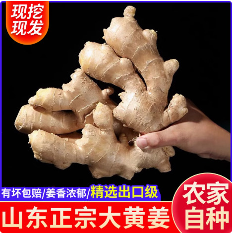 【品质出口】山东新鲜整片大黄姜高品质干姜生姜批发价老姜种批发