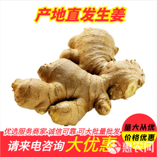 沂源县【出口品质】山东新鲜整片大黄姜高品质干姜生姜批发价老姜种批发