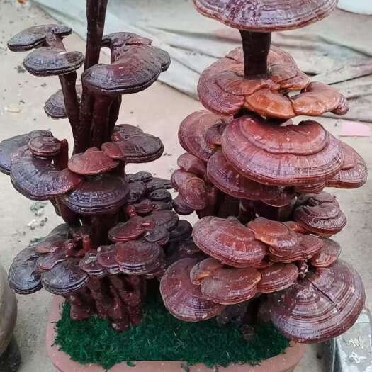 冠县灵芝盆景，观赏绿植，吉祥安康，摆件全国可发货，装箱