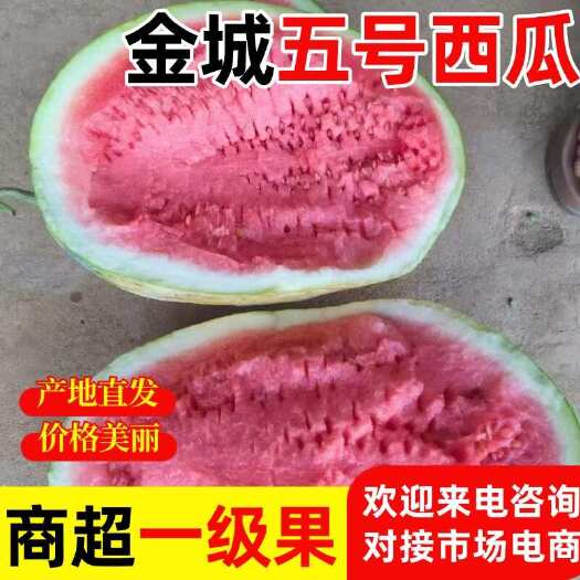 中宁县金城5号沙漠西瓜特大甘肃压砂瓜红瓤春季易播早熟高产特耐旱批发