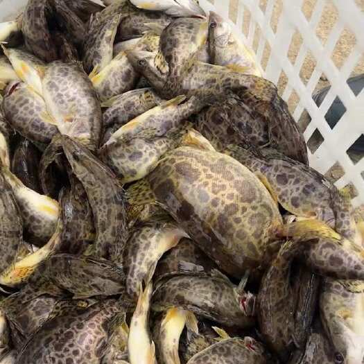 纯大眼桂，斑桂