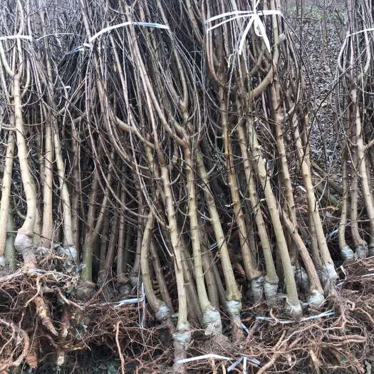 蜂糖李子苗，基地直发 现挖现发