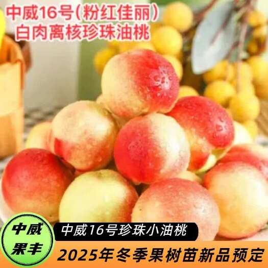 平顶山中威16号白肉离核珍珠小油桃7月上旬成熟  抗冻害 不裂果不