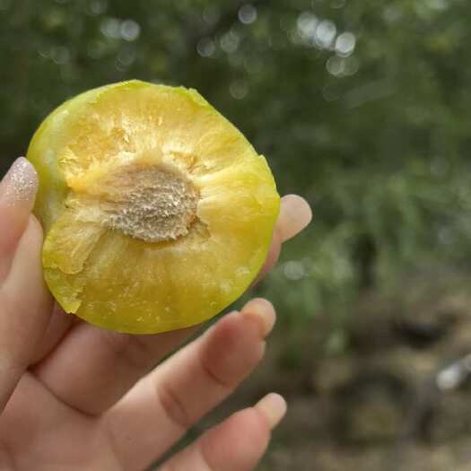 雅安蜂糖李