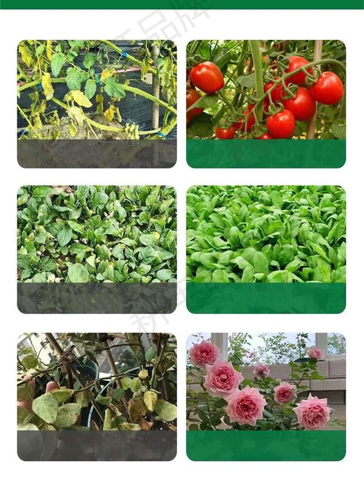 叶绿素氨基酸水溶肥花卉果树蔬菜叶面肥增绿增厚中量元素水溶肥料