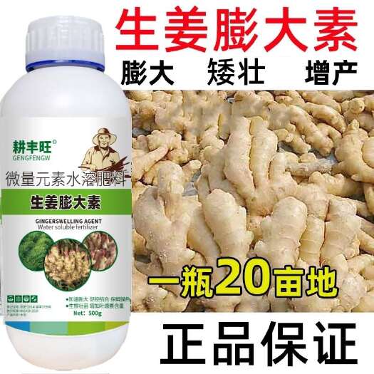 郑州生姜膨大剂大姜膨大素生姜叶面肥大姜肥料膨大增产膨果素大姜肥料
