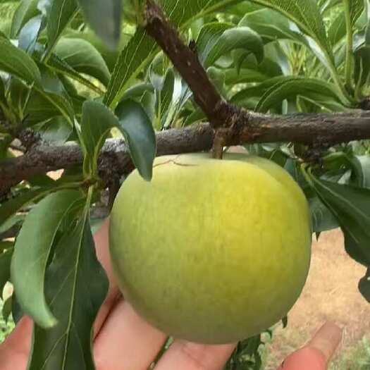 雅安蜂糖李口感好，40-50 的果子都有