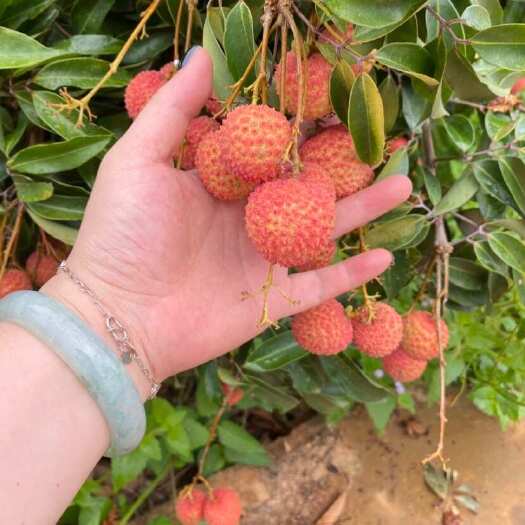 灵山县桂味荔枝———客户自提nig……甜蜜又忙碌的一天