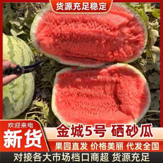 中宁县金城5号沙漠西瓜特大宁夏压砂瓜红瓤易播早熟高产硒砂瓜批发