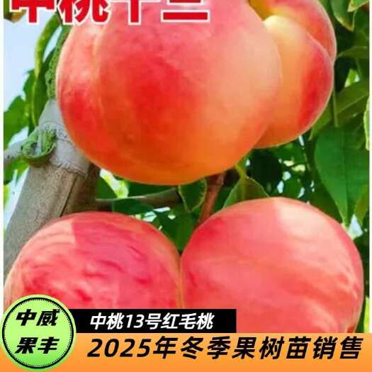 平顶山中桃13号红毛桃 6月中旬成熟 口感脆甜极丰产粘核