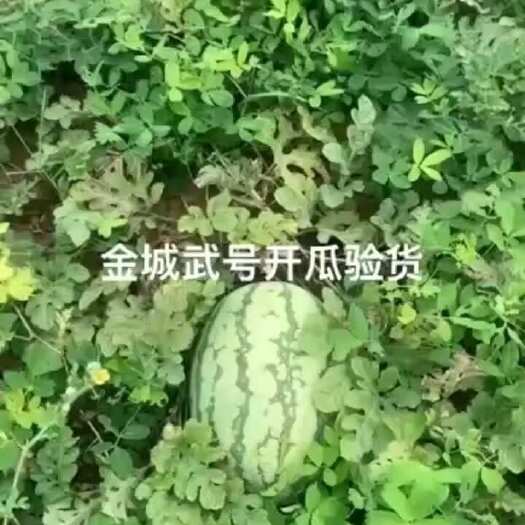 开封金诚五号