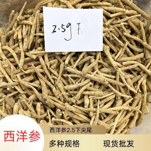昆明西洋参2.5g下尖尾磨粉西洋参条