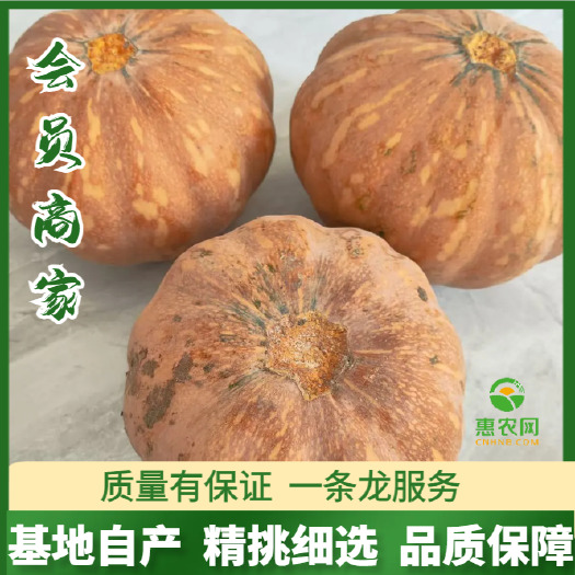 嘉鱼县湖北嘉鱼优质南瓜 新鲜瓜菜类蔬菜直供 盘龙204  鲜货