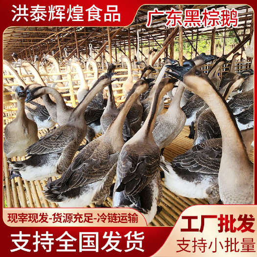 生鲜清远黑棕鹅批发马岗鬃鹅乌鬃鹅现宰现发养殖场直销烧腊专用