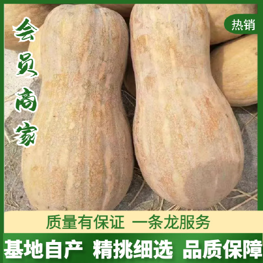 嘉鱼县湖北咸宁新鲜南瓜产地直发 当季瓜菜批发供货  早熟