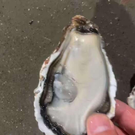 乳山市产地乳山三倍体生蚝工厂， 流通上，新鲜发货，全国可发
