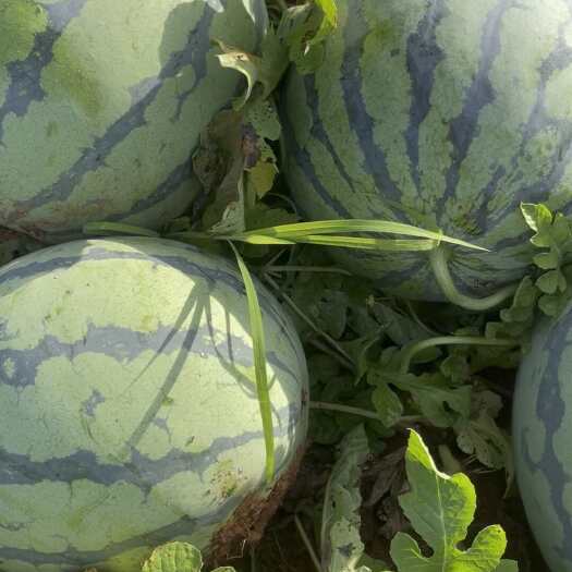 吉水县甜王西瓜