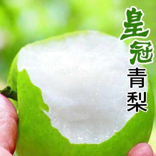 河北青皮皇冠梨一件代发产地直发一手货源对接各大电商平台