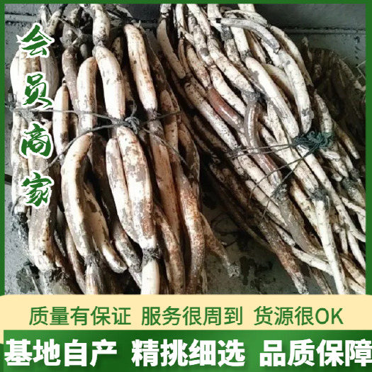 鱼莲藕带泥新鲜水生菜类蔬菜产地直发