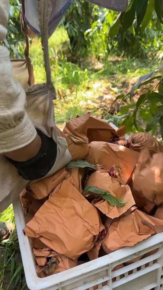 彩虹油蟠桃新鲜水果纯甜无酸硬吃脆甜软吃爆汁