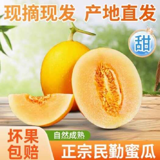 甘肃民勤沙漠蜜瓜一件代发产地直发一手货源对接各大电商平台
