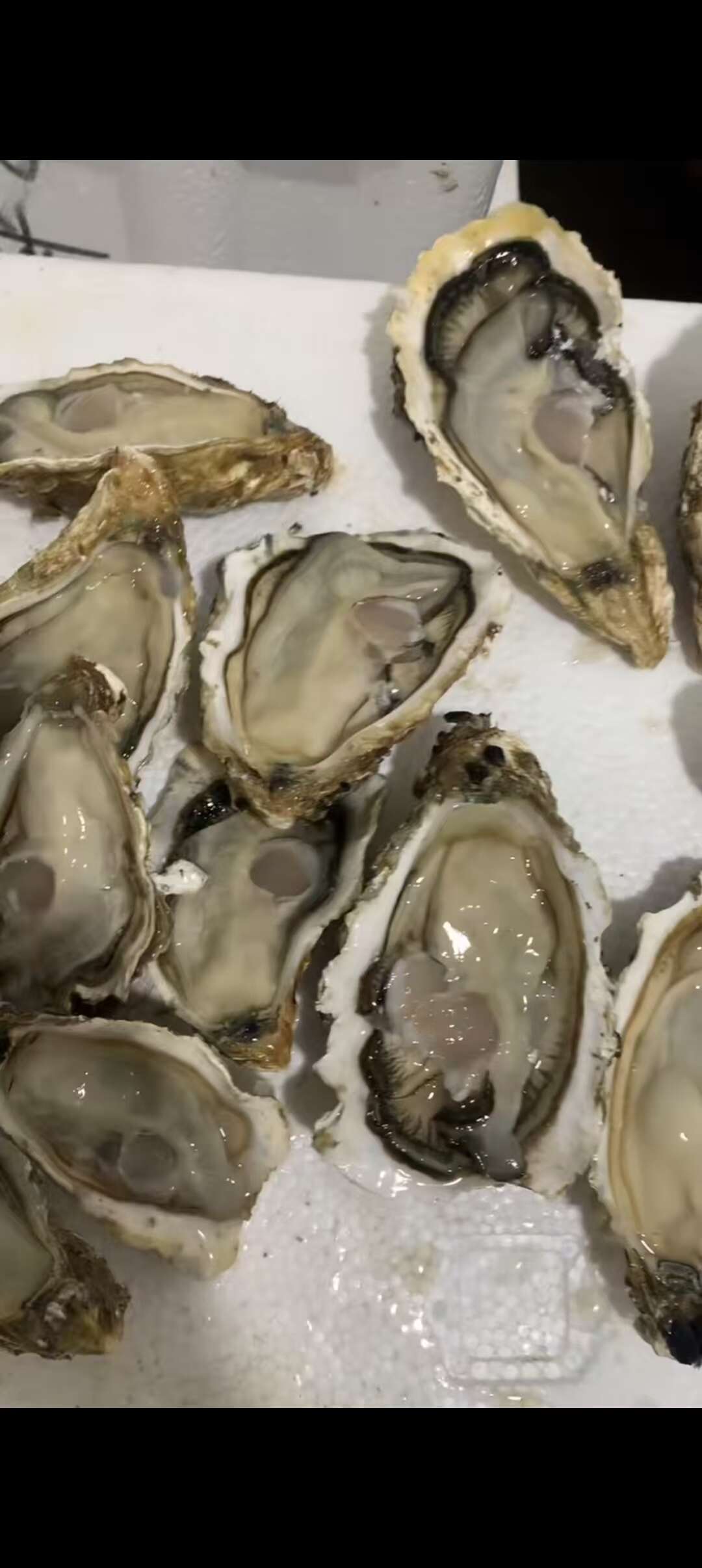 山东乳山生蚝，三倍体净化蚝，对接全国，欢迎咨询合作