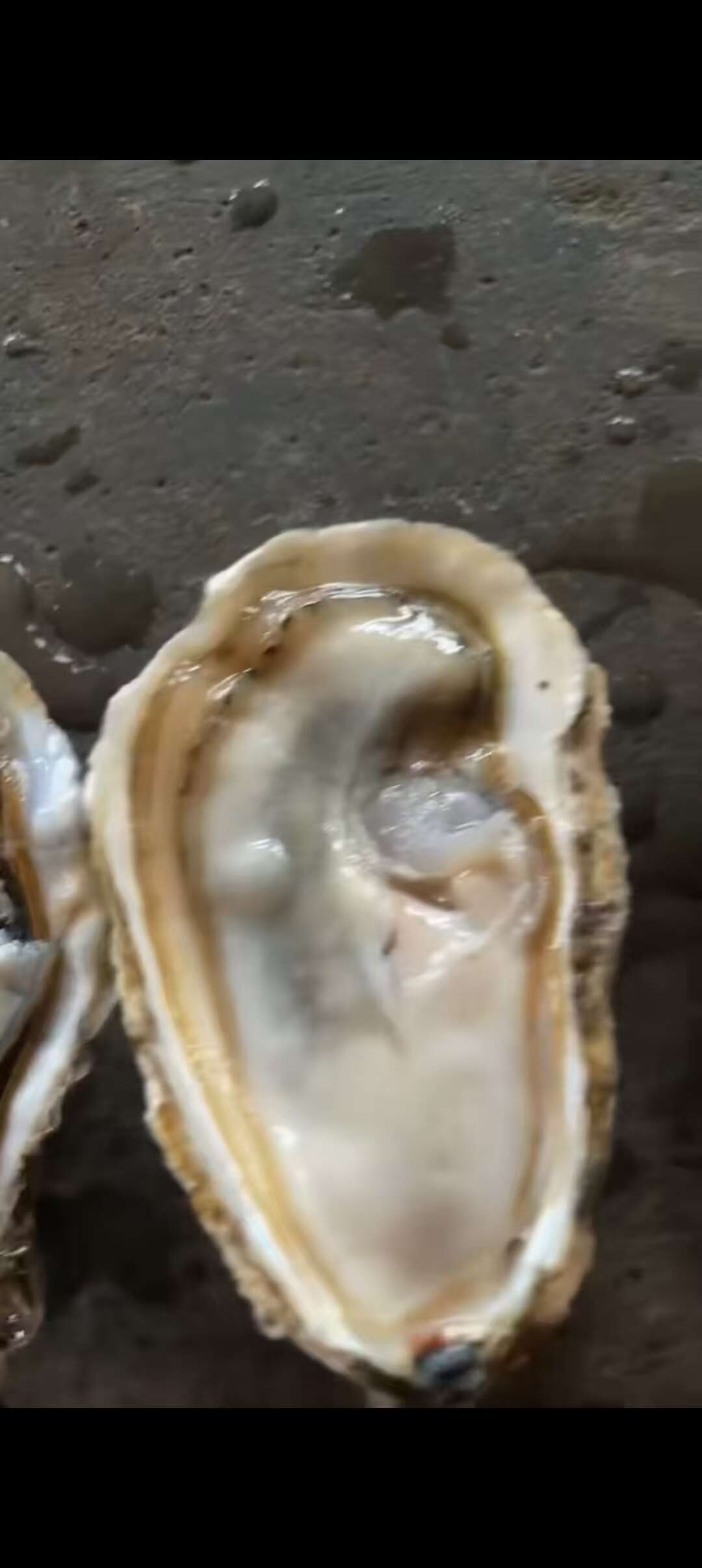山东乳山生蚝，三倍体净化蚝，对接全国，欢迎咨询合作