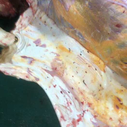 锡林浩特草原牛腿肉、