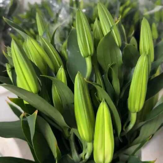 百合鲜花