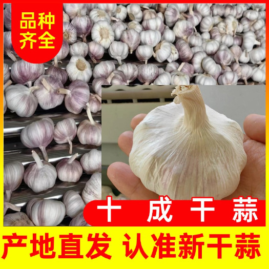 徐州邳州紫皮净蒜/产地直发/精调细选精品净蒜/6.5公分