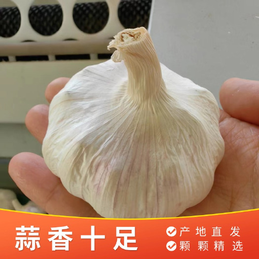 邳州紫皮净蒜/产地直发/精调细选精品净蒜/5.0公分