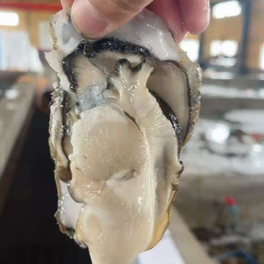 乳山市山东乳山生生蚝，全国可发，一件起批可发，欢迎咨询