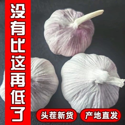 徐州邳州紫皮净蒜/产地直发/精调细选精品净蒜/5.5公分