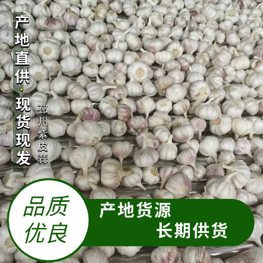 邳州紫皮净蒜/产地直发/精调细选精品净蒜/4.0公分