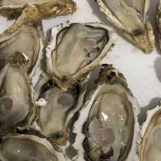 乳山市山东乳山产地直发，乳山生蚝，新鲜发货，欢迎合作