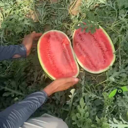 中卫西瓜