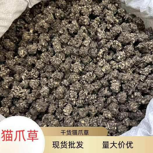 昆明猫爪草大量现货批发大颗粒猫爪草