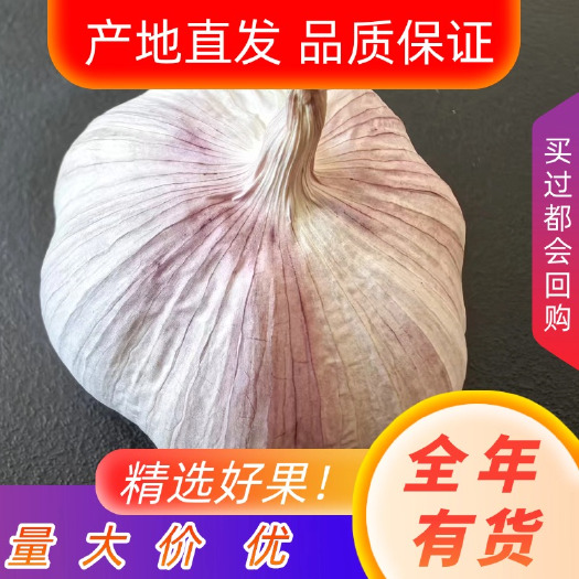 徐州邳州紫皮净蒜/产地直发/精调细选精品净蒜/4.5公分