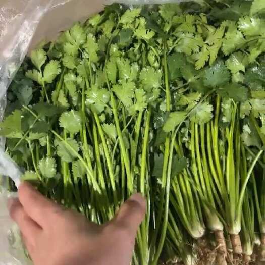 唐山铁杆青香菜