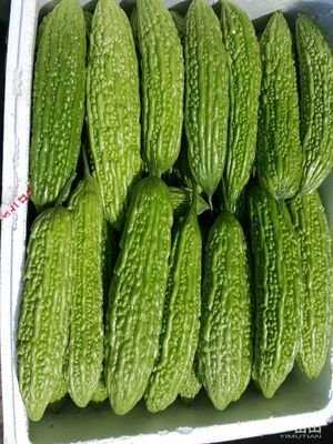长沙油苦瓜，青苦瓜