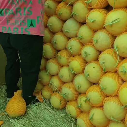 磴口县头茬瓜