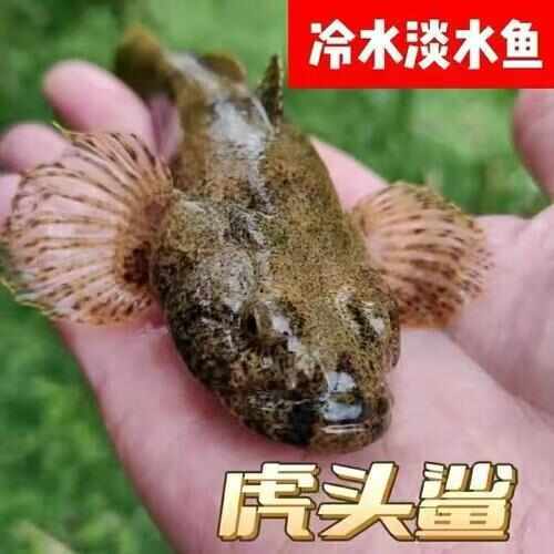 虎头鲨苗，专业养殖基地，产地直发，欢迎咨询