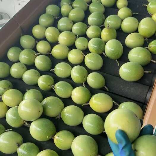 南宁钦蜜9号 黄金百香果 什么规格的都有