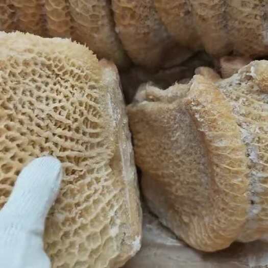郑州精修金钱肚 纯白水煮 出称高