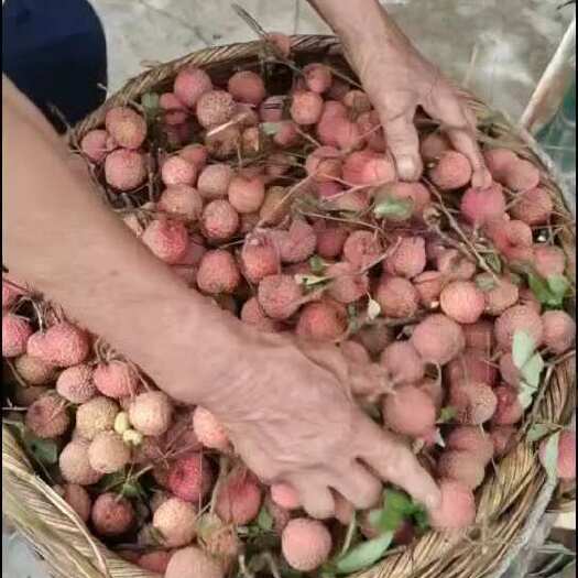 南宁广西南宁直发桂味荔枝 新鲜热带水果 当季优选