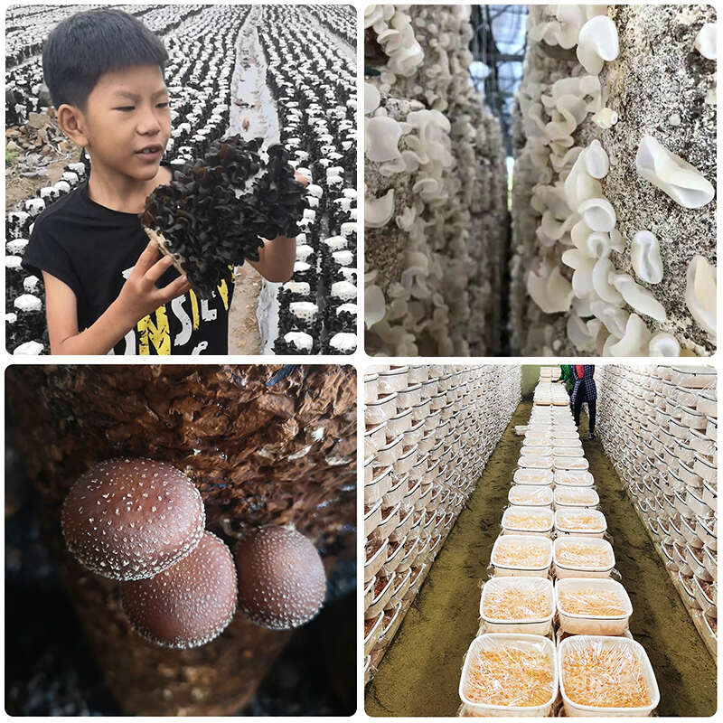 【中秋礼盒】东北山珍四件套黑木耳白木耳小香菇虫草花土特产礼品